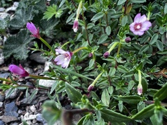 Epilobium hohuanense