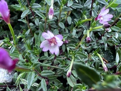 Epilobium hohuanense
