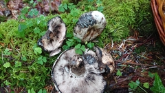 Russula anthracina