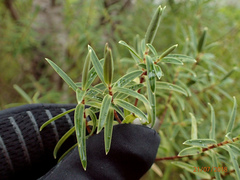 Veronica parviflora