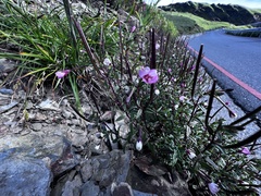 Epilobium hohuanense