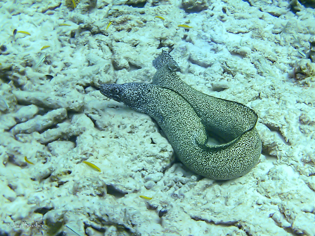 Spotted Moray