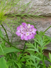 Iberis umbellata