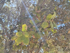 Quercus rotundifolia