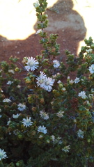 Ruschia cradockensis