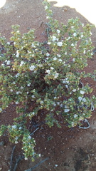 Ruschia cradockensis