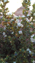 Ruschia cradockensis