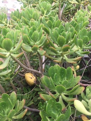 Sedum dendroideum