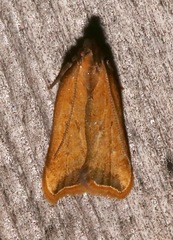 Dichomeris heriguronis