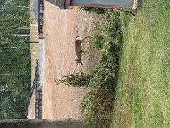 Odocoileus virginianus