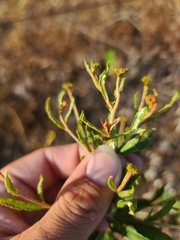 Eriogonum multiflorum