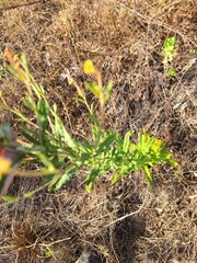 Eriogonum multiflorum