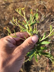 Eriogonum multiflorum