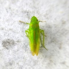 Neocoelidiini