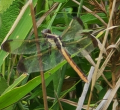 Libellula flavida