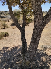 Quercus rotundifolia