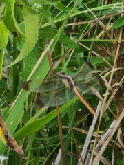 Libellula flavida