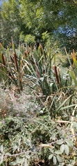 Typha
