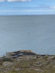 Phocoena phocoena