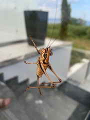 Eupholidoptera smyrnensis