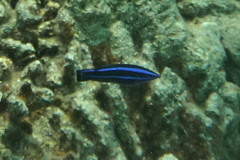 Larabicus quadrilineatus