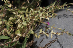 Centaurium japonicum