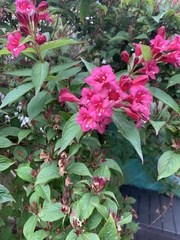Weigela floribunda