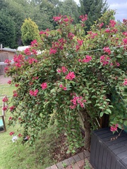 Weigela floribunda
