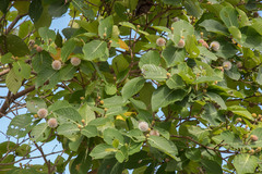 Neonauclea reticulata