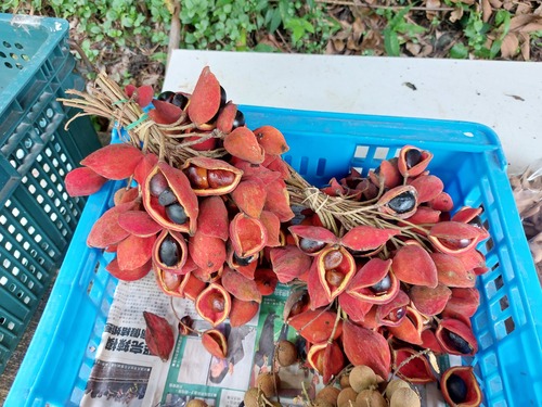 Sterculia monosperma