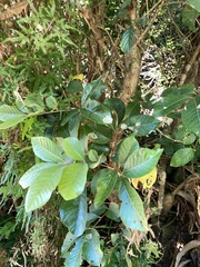 Aglaia rimosa