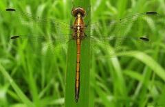 Erythrodiplax juliana