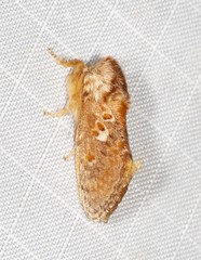 Pseudanapaea denotata