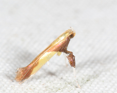 Caloptilia superbifrontella