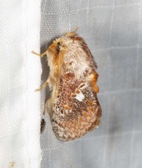 Pseudanapaea denotata