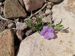 Ruellia parryi