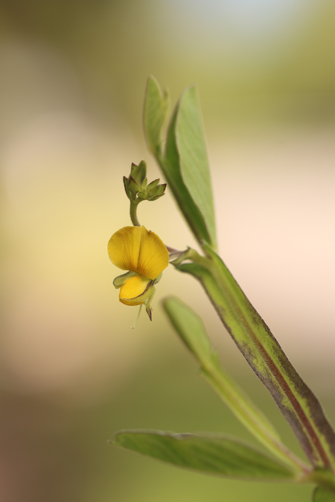 Crotalaria alata