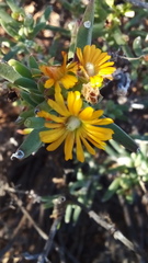 Mestoklema tuberosum