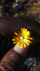 Mestoklema tuberosum