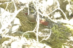 Cranioleuca antisiensis