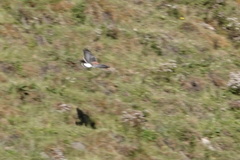 Geranoaetus polyosoma