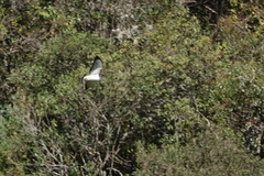 Geranoaetus polyosoma