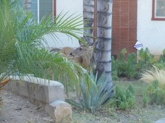 Odocoileus hemionus californicus