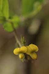 Crotalaria alata
