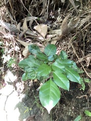 Murraya omphalocarpa