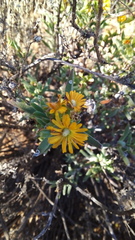 Mestoklema tuberosum