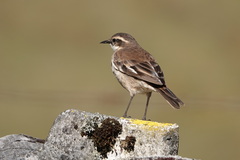 Cinclodes albiventris