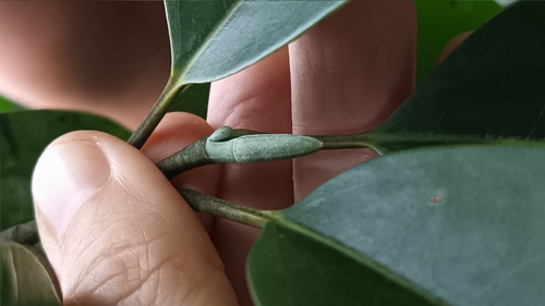 Magnolia maudiae iNat (1)