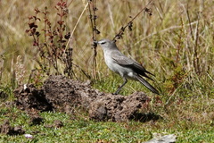 Muscisaxicola griseus