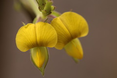 Crotalaria alata